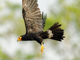Black Caracara - Daptrius ater bird of prey in Falconidae found in Amazonian and French Guiana lowlands along rivers. Dark black bird with the yellow to orange head and beak with legs