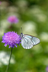 Fototapeta premium Cute butterfly on a purple flower. Blurred background