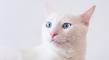 Portrait of Pure White Cat with blue eyes on Isolated Background
