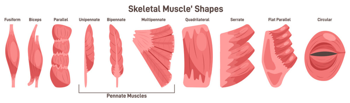 Skeletal muscle shape. Didactic scheme of anatomy of human muscular