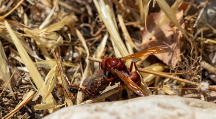 ant and bee on the ground