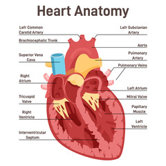 Obraz premium Human heart anatomy. Cross sectional diagram of the heart
