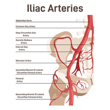 Iliac arteries. The main veins and arteries of the lower body, blood vessels