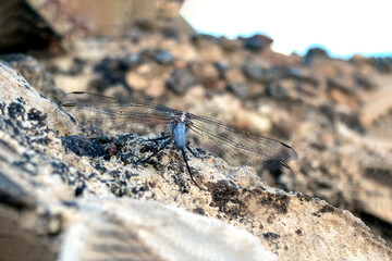 helicopter beetle, close-up dragonfly.