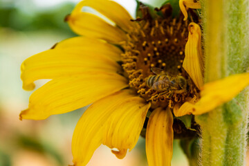 apis mellifera collecting pollen on a sunflower