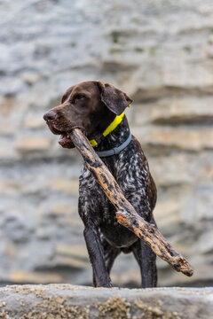 vertical portrait of a dog of the German Braque breed playing with a stick in its mouth