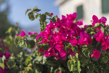 Flowering shrubs in Mallorca. Wonderful sunny weather, atmosphere.