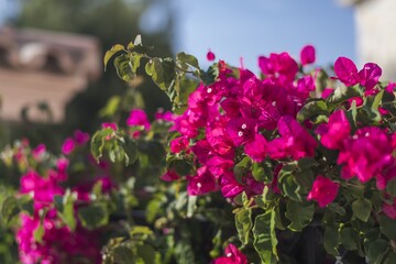 Flowering shrubs in Mallorca. Wonderful sunny weather, atmosphere.