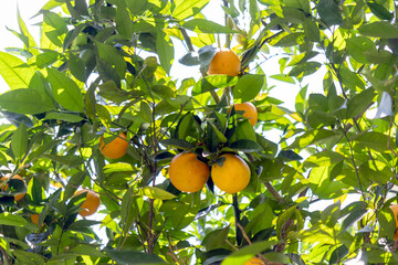 orange tree with fruits