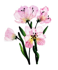 Bouquet di fiori rosa, dipinto ad acquerello isolato su sfondo bianco