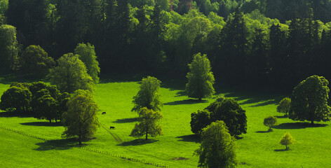 View of the rural valley of trees and grazing cows.