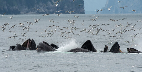 Humpback Whales Bubble Net Feeding In Kenai Fjords