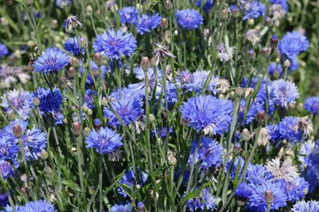 Naklejka premium Full frame image of masses of beautiful blue cornflowers and foliage