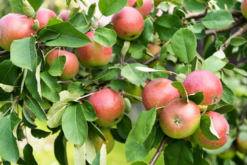 Juicy red apples on the tree. Harvest in the orchard