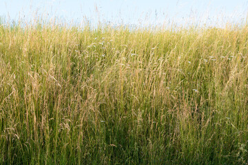 Tall grass, brown green, with sky