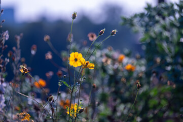 Yellow cosmo flowers in a meadow