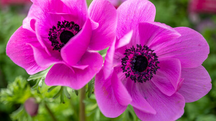 Naklejka premium Pink flower Anemone