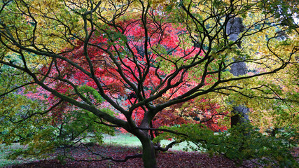 Colourful Acer  in Autumn