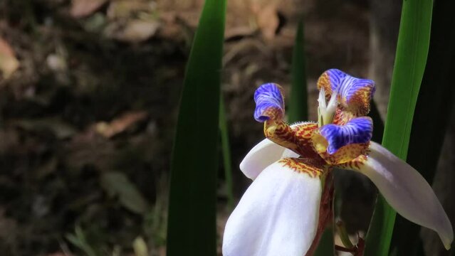 Walking iris flower (Trimezia northiana, synonym Neomarica northiana) also known as North's false flag. 