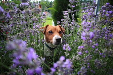 Jack Russell Terrier dog in the garden between a beautifully blooming lavender.
Pies Jack Russell Terrier w ogrodzie między pięknie kwitnącą lawendą
