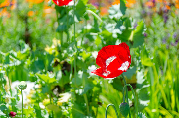 red flowers with white petals and yellow center, plants from Alcatraz Island, CA, USA