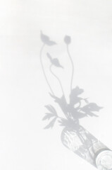 The shadow of a plant on a light background