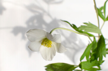 White flower on a light background