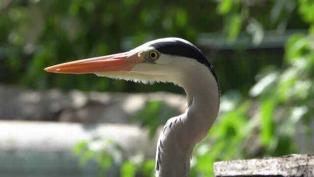 portrait gray heron (adea cinerea) opens its beak on a green background