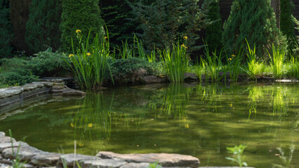 Naklejka na ściany i meble Small garden pond with many decorative plants. Nature concept for design. Small pond on a summer day in the garden.