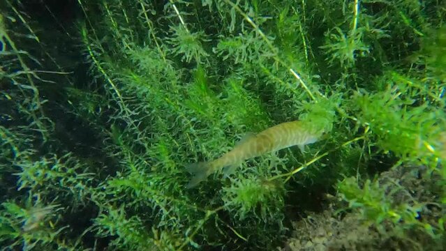 Northern pike hunting and hiding in the dark at a night dive in Switzerland 
