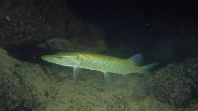 Northern pike hunting and hiding in the dark at a night dive in Switzerland 