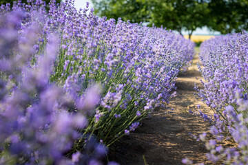 Lavender plantation in Provence