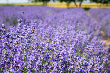 Pollination of lavender by bees