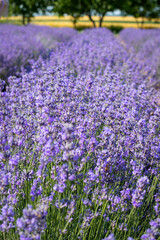 Close-up of flowering lavender bushes