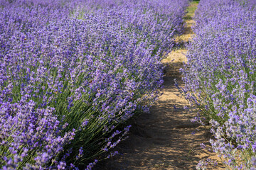 Lavender plantation in Provence