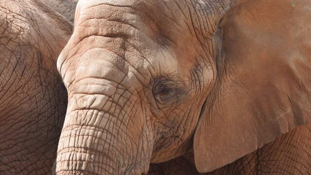 african elephant closeup portrait