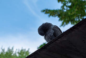 Gray dove on roof hide its head against blurred blue sky background