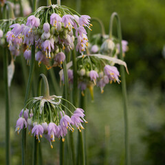 Nodding Onions (Allium Cernuum) with purple or pinkish petals and yellow filament stigma looking upside down at Jamaica Plain, Massachusetts, USA