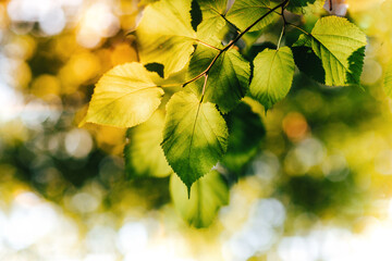 autumn leaves in the sunlight