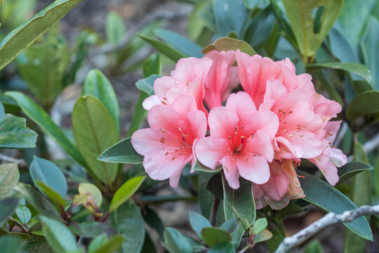 Closeup of coral pink vireya rhododendron amongst green leaves (selective focus)