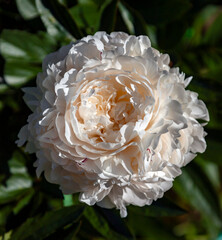 White blooming peony close-up view from above.