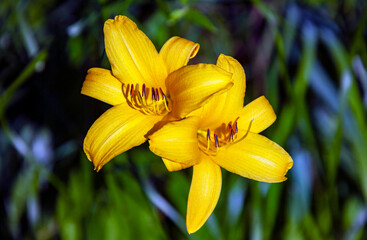Fototapeta na wymiar Yellow daylily flowers on plant background in garden design.