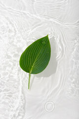 Water banner background with leaves hosts. White water texture,  surface with rings and ripple. Spa concept background. Flat lay, top view, copy space.