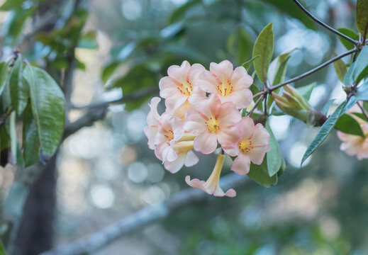 Closeup of soft pink vireya rhododendron blossoms with bokeh background (selective focus)