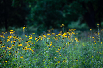 Yelow flowers in a field