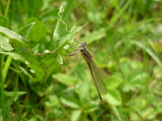Damselfly (Fragile Forktail)
