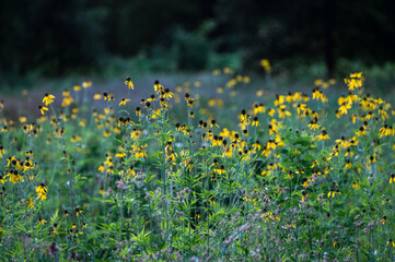 Yelow flowers in a field