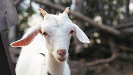 Fototapeta premium A close up shot of a horned white goat on a farm