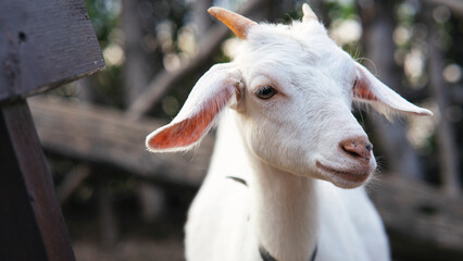 Obraz premium A close up shot of a horned white goat on a farm