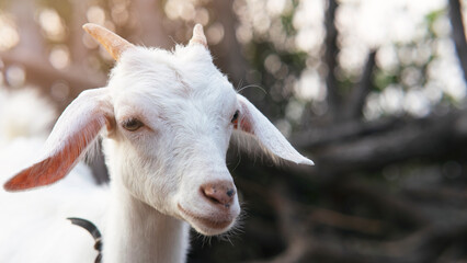 Obraz premium A close up shot of a horned white goat on a farm